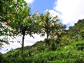 2010-Jan-Dominica00112