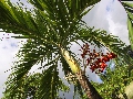 2010-Jan-Dominica00118