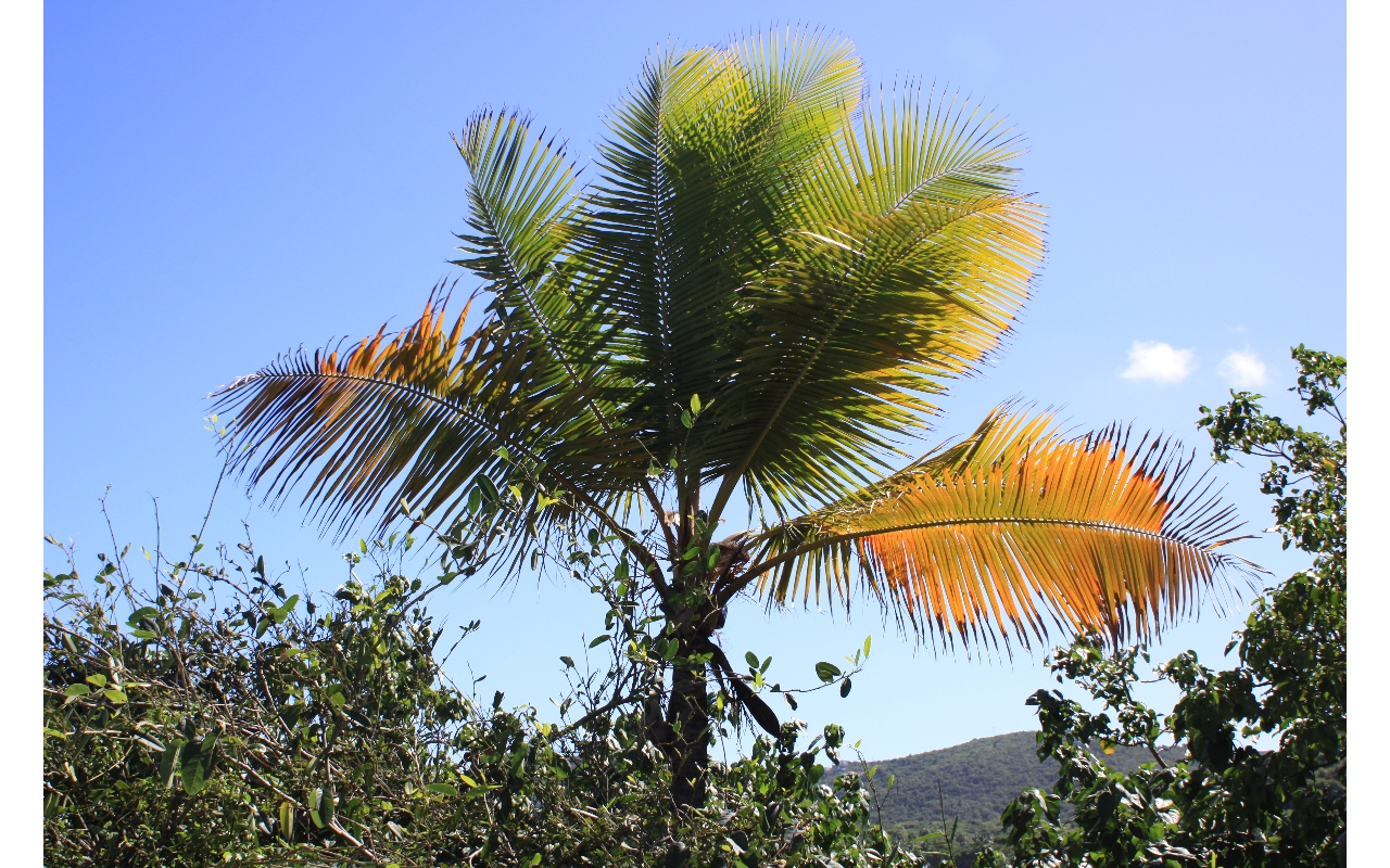 2010-Jan-St_Thomas 00101