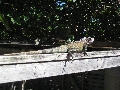 2010-Jan-St_Thomas 00120
